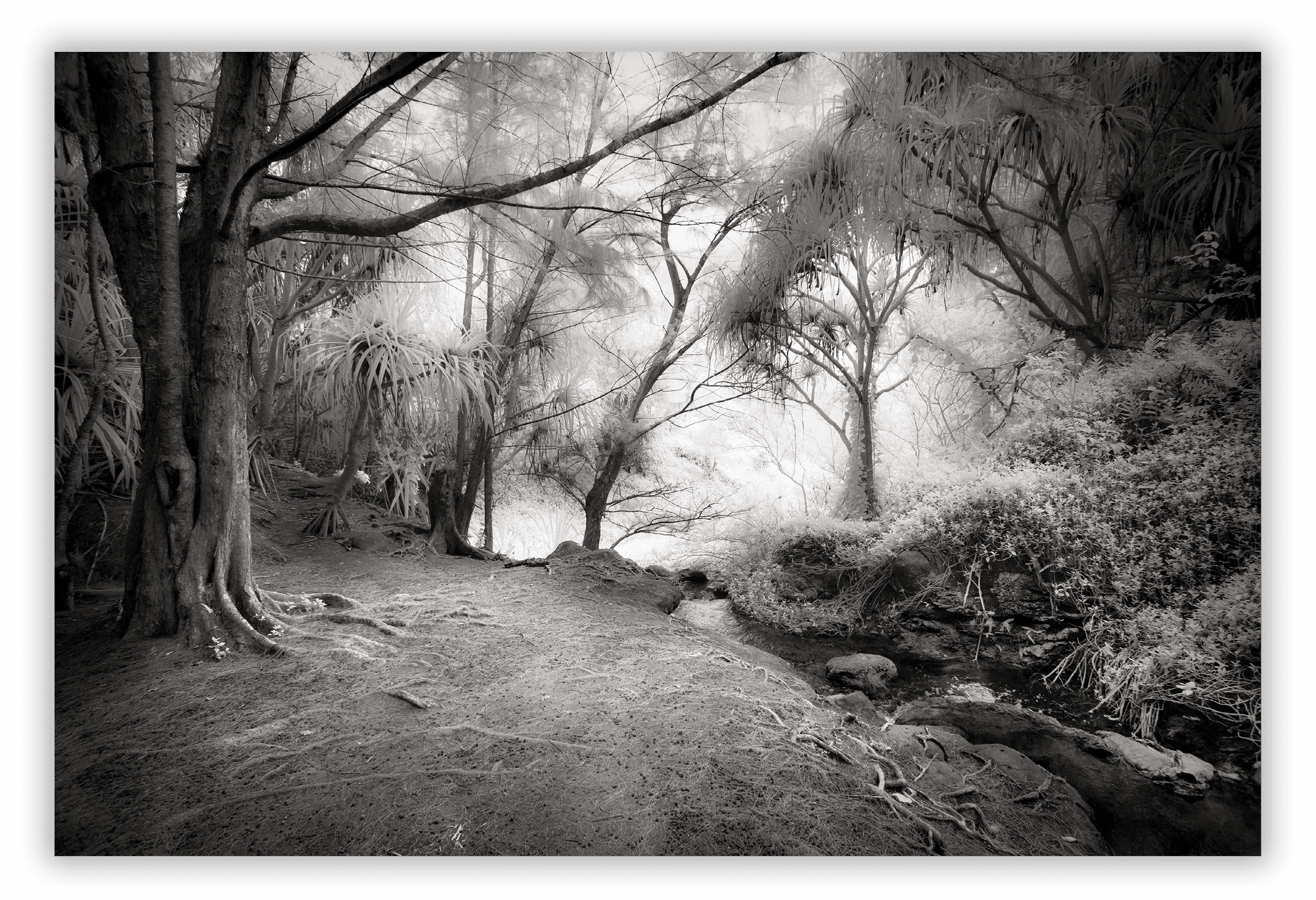 On the trail to Queen Emma's Bath