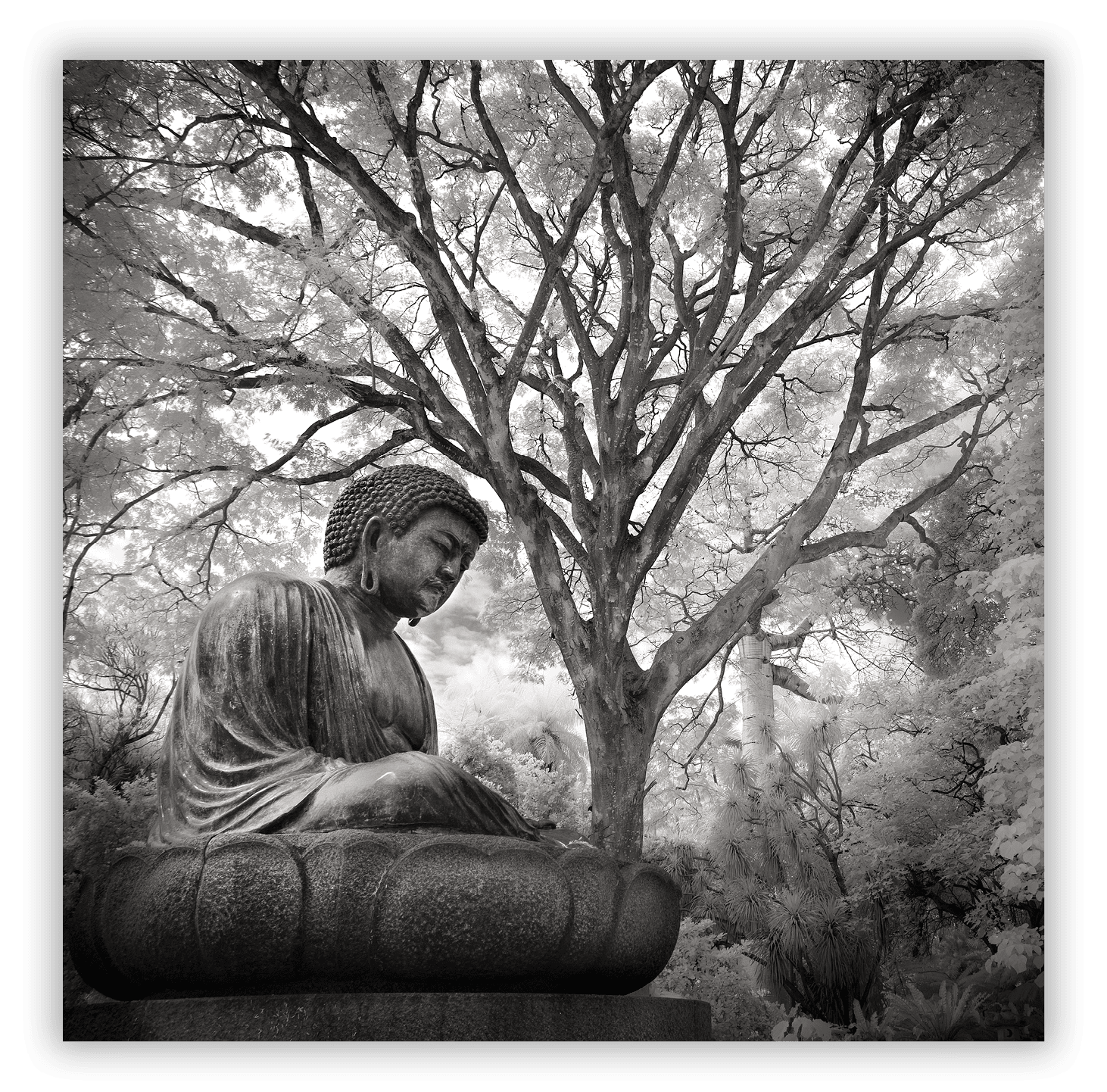 Foster Botanical Garden, Honolulu