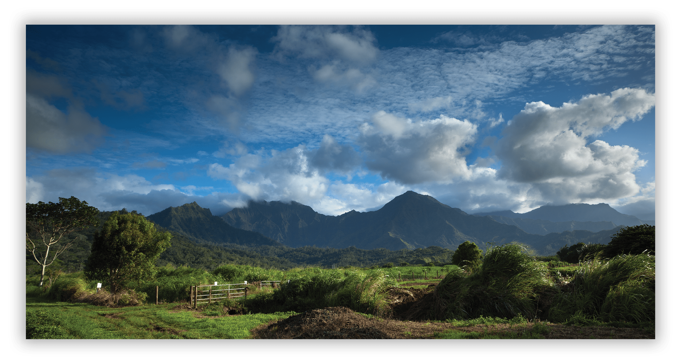 Taro Field, Hanalei Valley