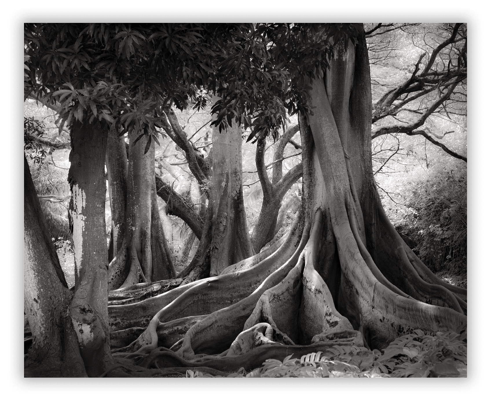 Allerton Botanical Garden