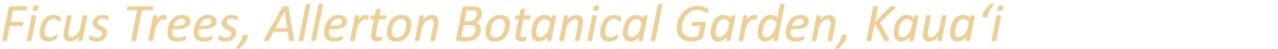 Ficus Trees, Allerton Botanical Garden, Kaua‘i