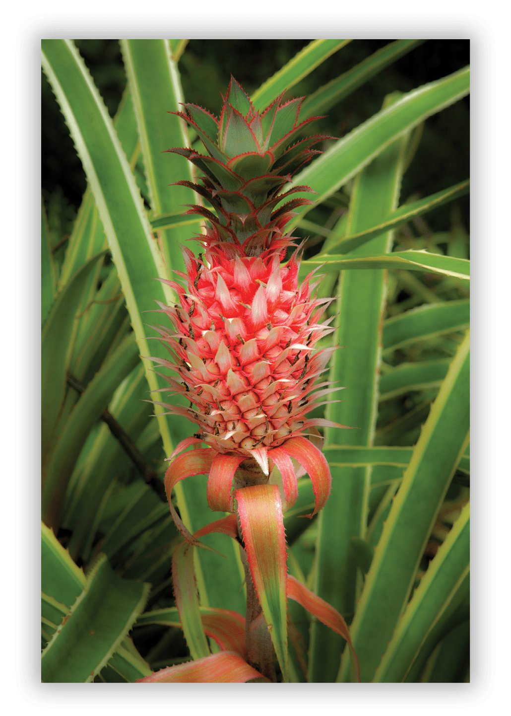 Pineapple, Hawaii Tropical Botanical Garden