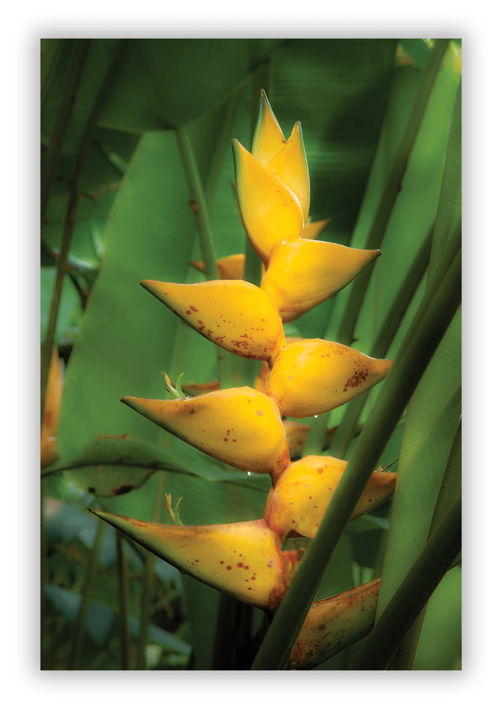 Heliconia. Hawaii Tropical Botanical Garden