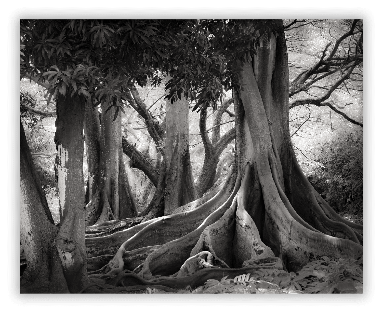 Allerton Botanical Garden