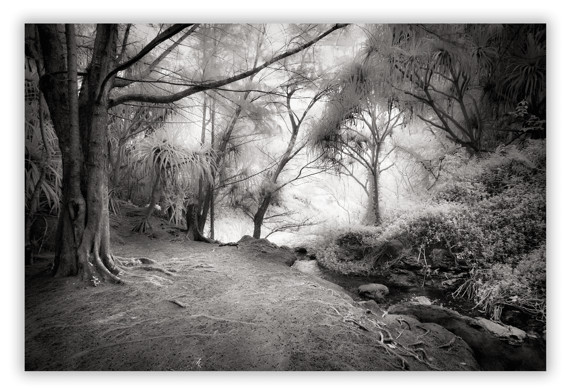 On the trail to Queen Emma's Bath