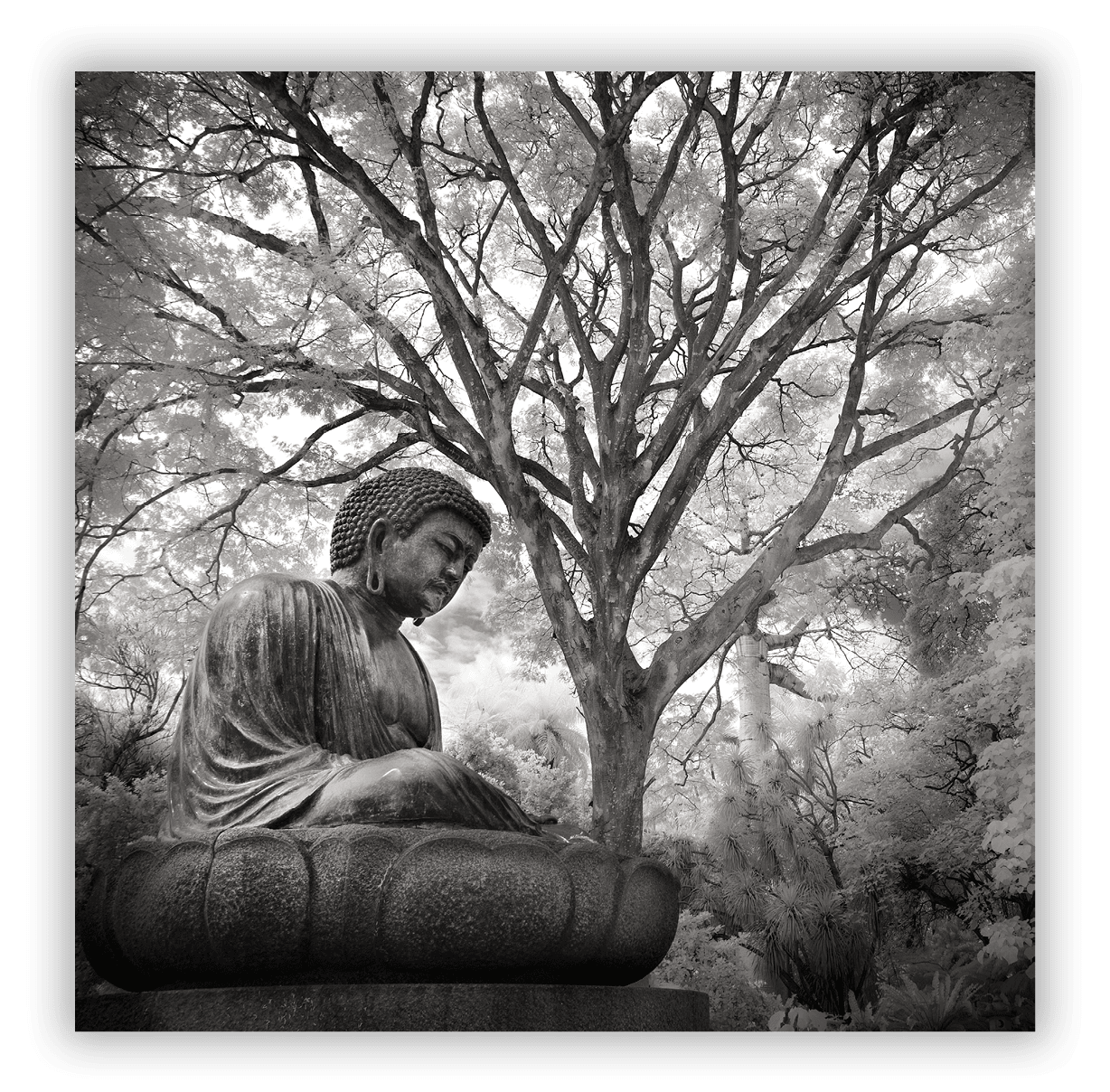 Foster Botanical Garden, Honolulu