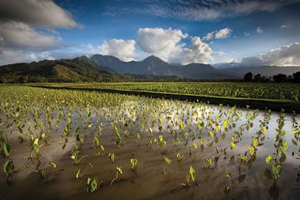 Taro Field, Hanalei Valley