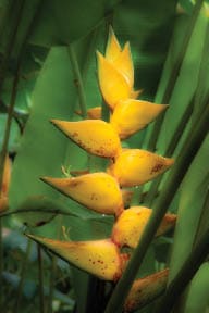 Heliconia. Hawaii Tropical Botanical Garden