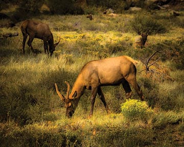 Rocky Mountain National Park