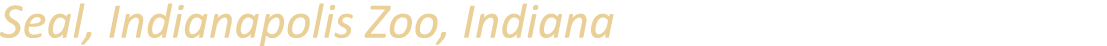 Seal, Indianapolis Zoo, Indiana