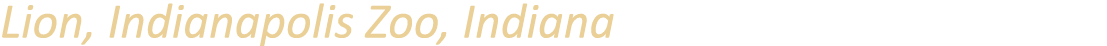 Lion, Indianapolis Zoo, Indiana