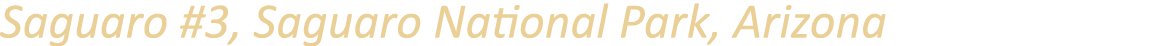 Saguaro #3, Saguaro National Park, Arizona