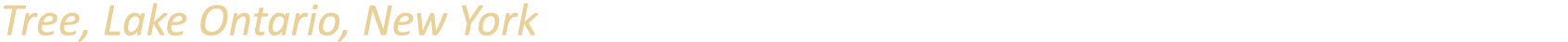 Tree, Lake Ontario, New York
