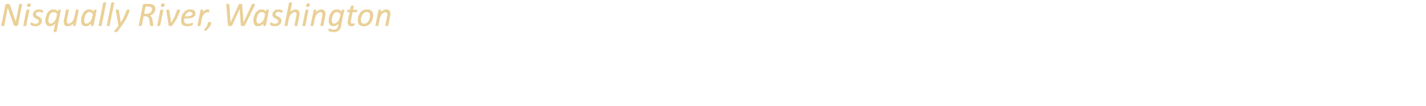 Nisqually River, Washington Fed by the Nisqually Glacier on the southern side of Mount Rainier, the Nisqually River f...