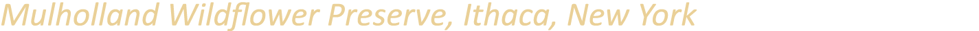 Mulholland Wildflower Preserve, Ithaca, New York