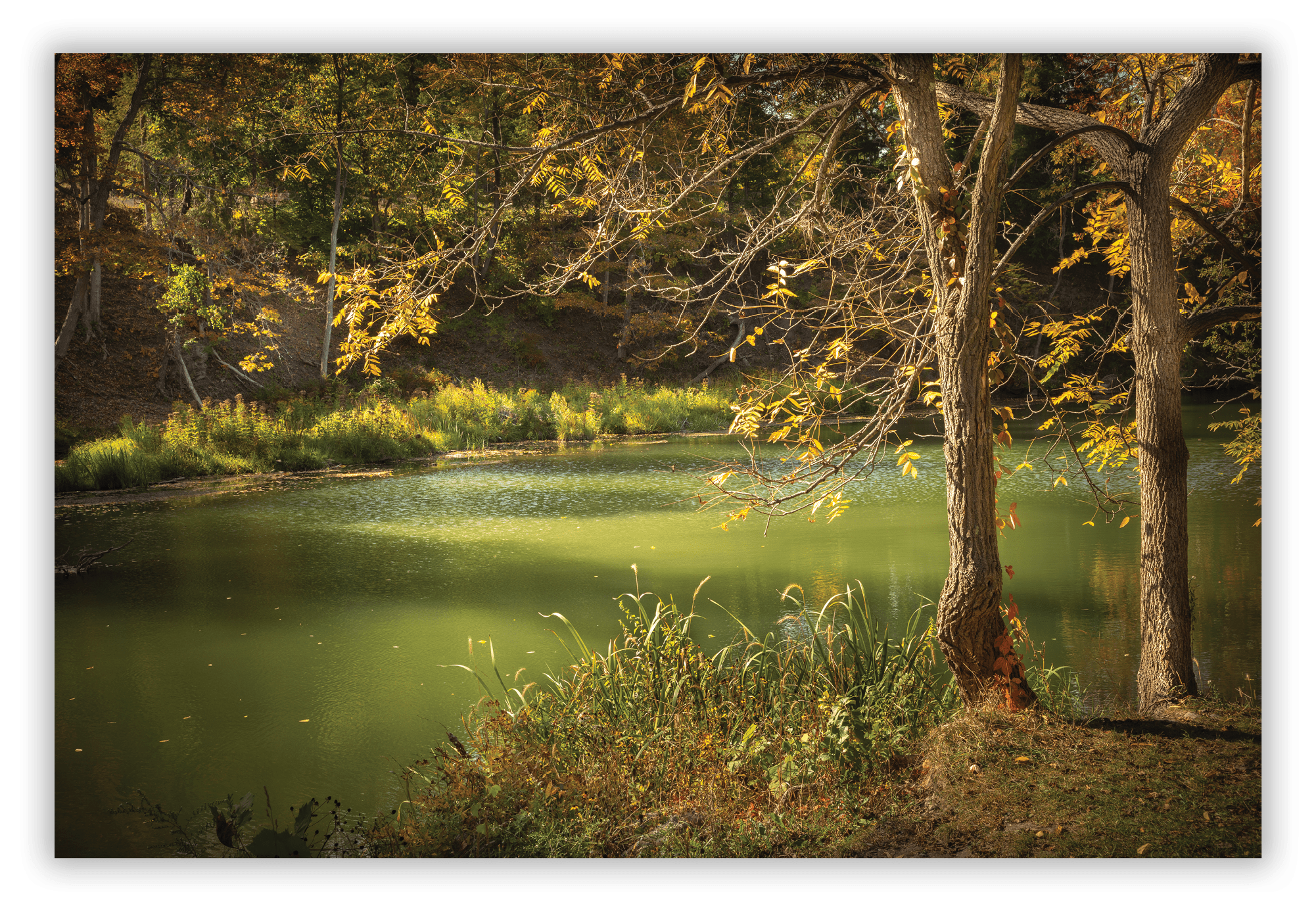 Mulholland Wildflower Preserve, Ithaca