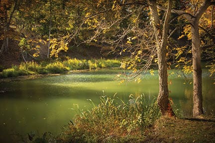 Mulholland Wildflower Preserve, Ithaca