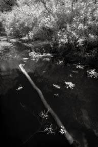 Big Cyprus Swamp, Florida