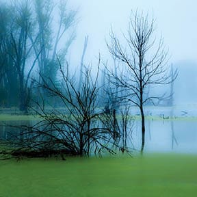 Swamp near Indiana Dunes National Lakeshore